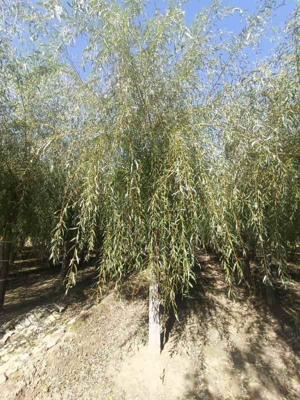 1733118893613153.jpg IMG_20221010_122401.jpg