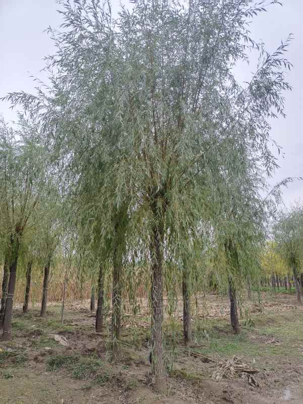 1733119048510176.jpg IMG_20221005_142107.jpg