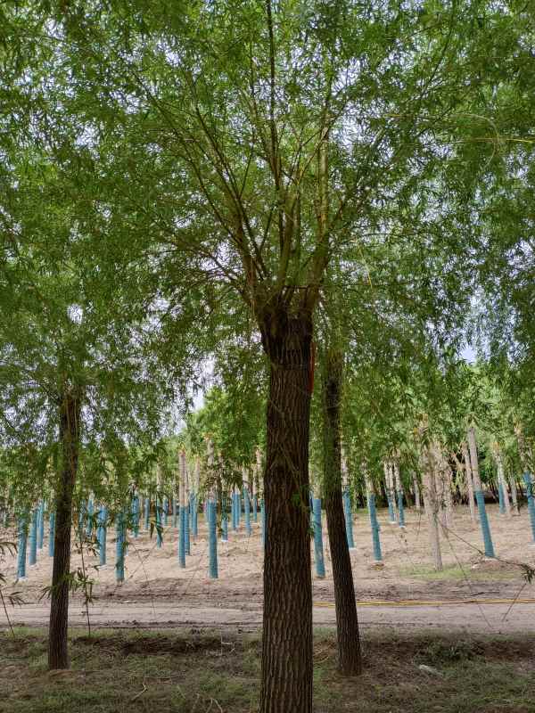 1733119315659955.jpg IMG_20220514_095723.jpg