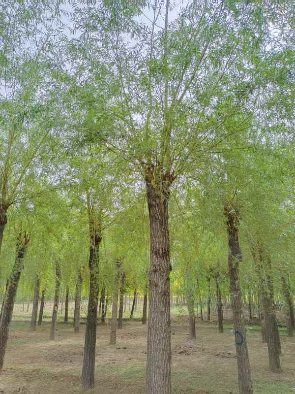 1733119412682937.jpg IMG_20220514_095710.jpg