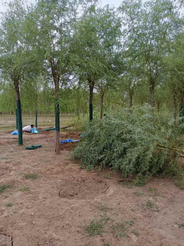 1733119596323182.jpg IMG_20220506_062732.jpg