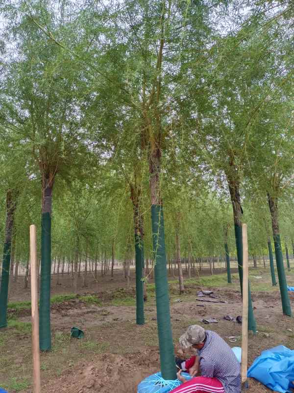 1733119788763902.jpg IMG_20220509_060755.jpg