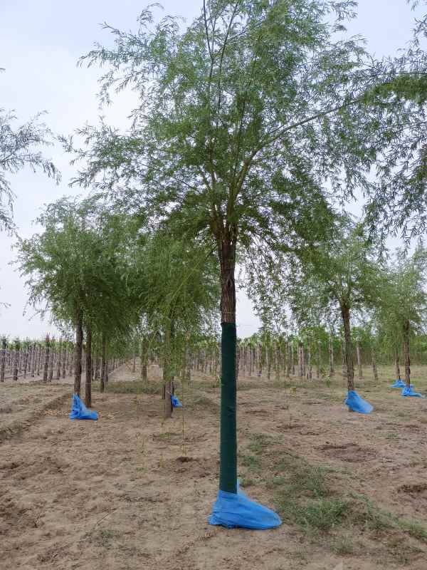 1733119886415619.jpg IMG_20220506_063714.jpg