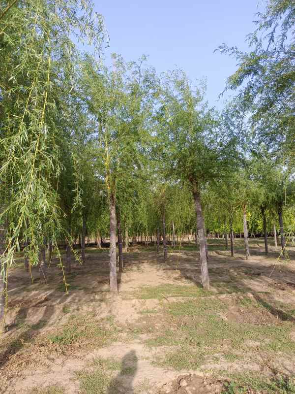 1733123505578484.jpg IMG_20220505_172237.jpg