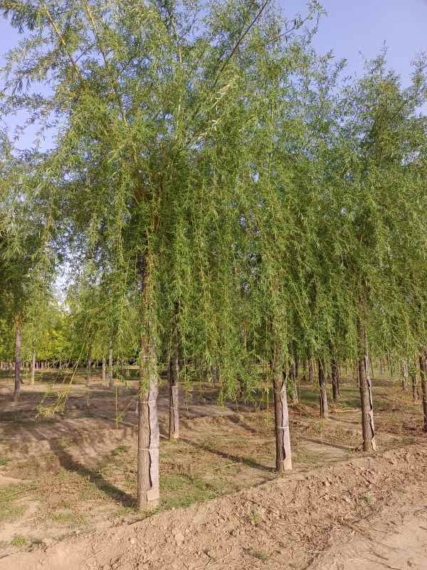 1733123578953321.jpg IMG_20220505_171943.jpg