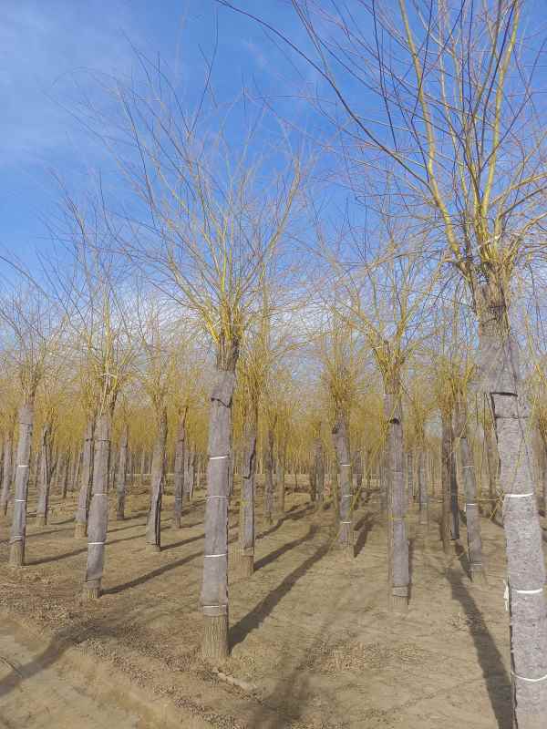 1733123838757530.jpg IMG_20220307_155251.jpg