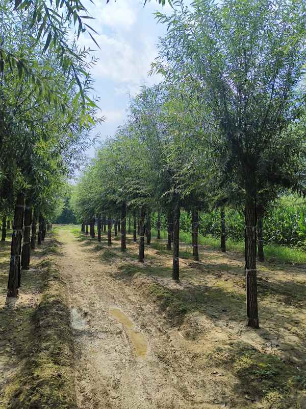 1733205337564543.jpg IMG_20230831_121620.jpg