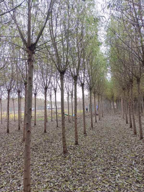 1733205662691416.jpg IMG_20221103_095947.jpg