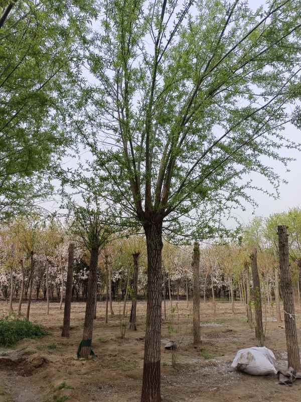 1733206843194146.jpg IMG_20220417_085515.jpg