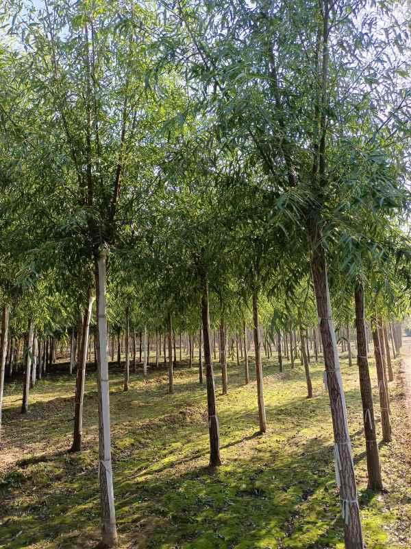 1733207126485354.jpg IMG_20211023_130344.jpg