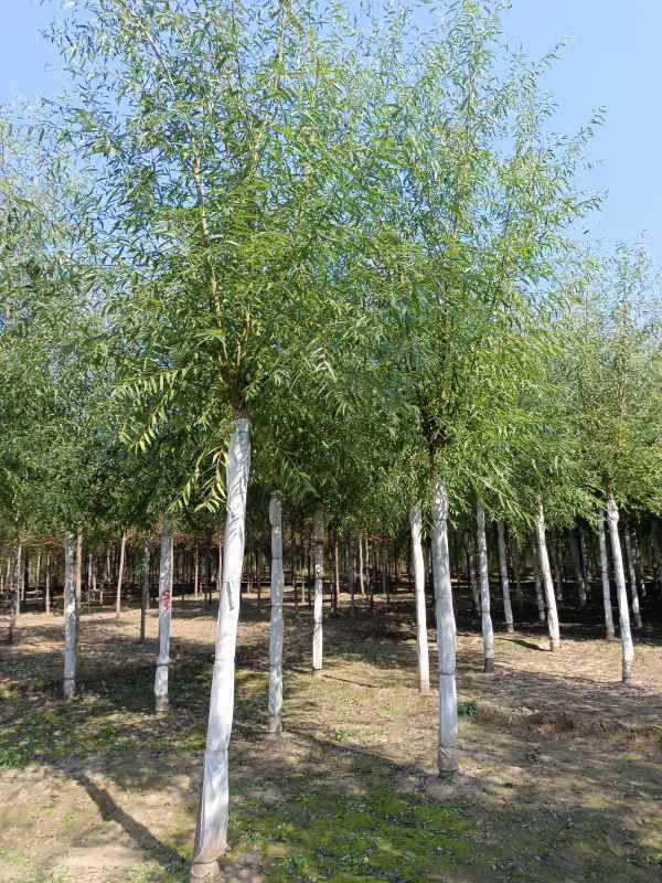 1733207227604499.jpg IMG_20211023_124822.jpg