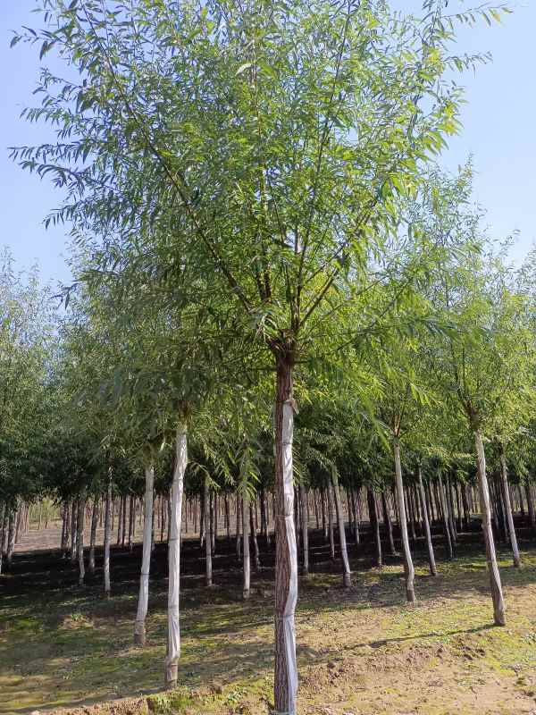 1733207535856690.jpg IMG_20211023_124811.jpg