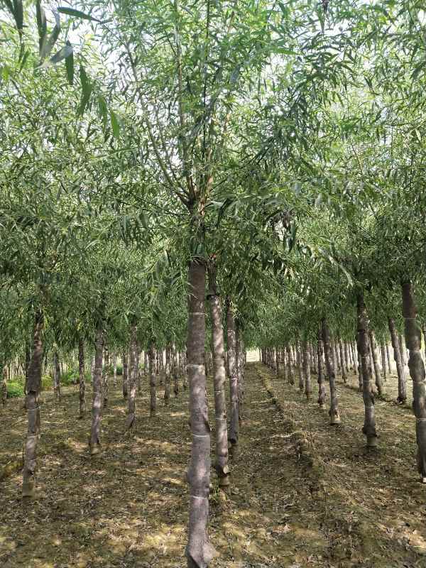 1733207888567502.jpg IMG_20210915_095741.jpg