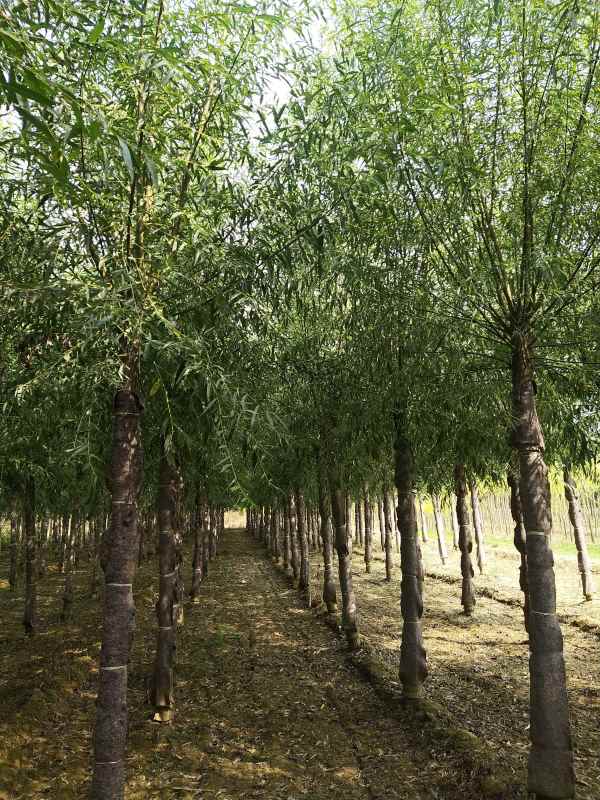 1733208045592143.jpg IMG_20210915_095732.jpg