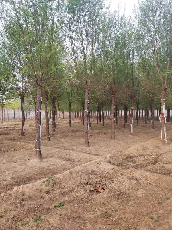 1733208360477182.jpg IMG_20210406_063904.jpg