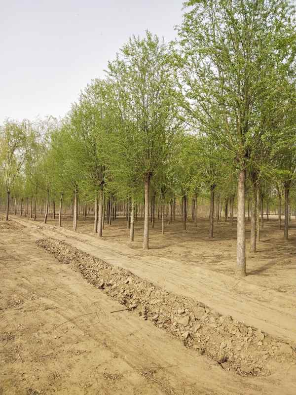 1733210008734636.jpg IMG_20210330_155621.jpg