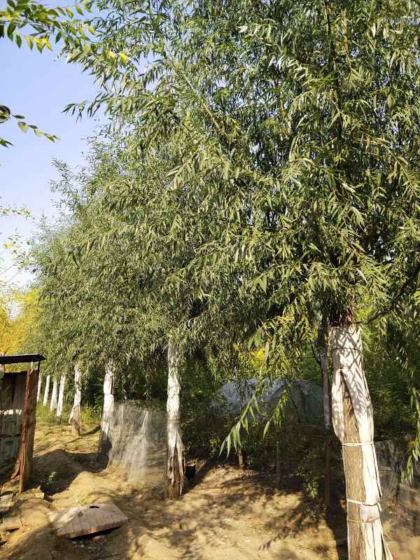 1733210108175721.jpg IMG_20201007_145727.jpg