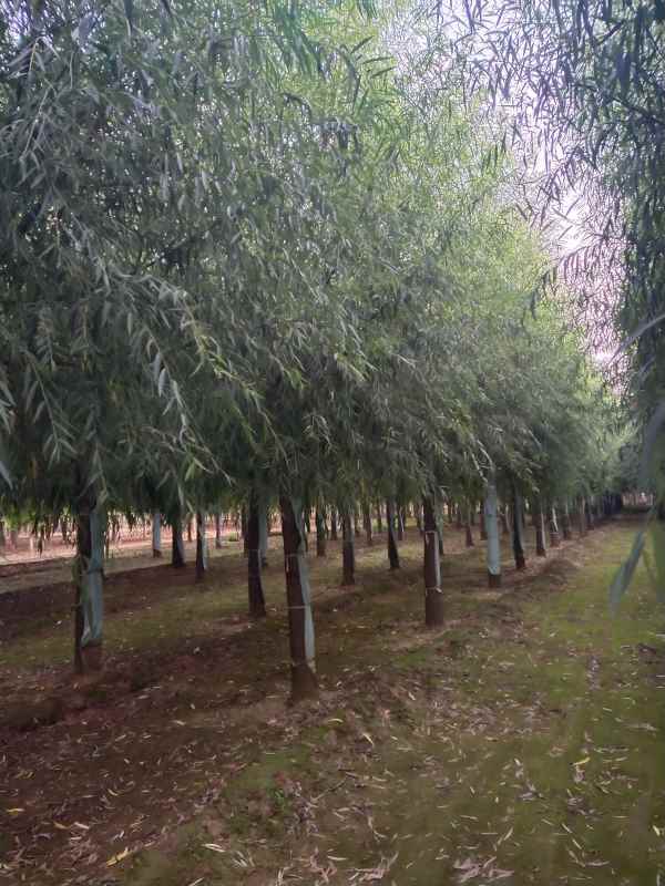 1733210888973074.jpg IMG_20200920_171146.jpg