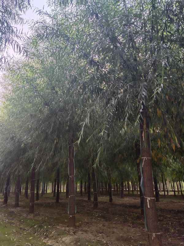 1733210981464755.jpg IMG_20200920_171139.jpg