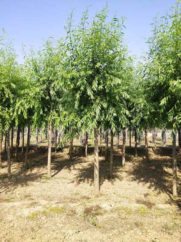 1733211074812204.jpg IMG_20200530_090551.jpg