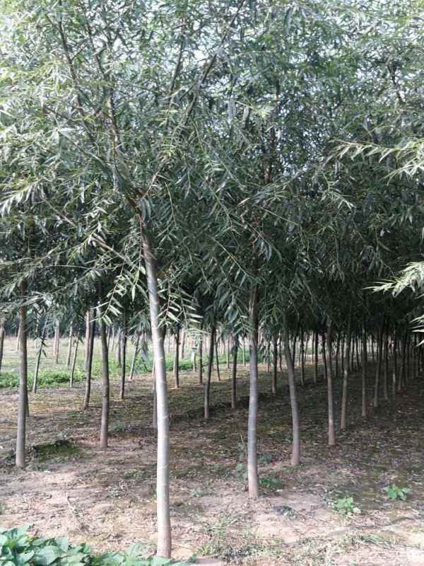 1733211375915254.jpg 1605681069319.jpg