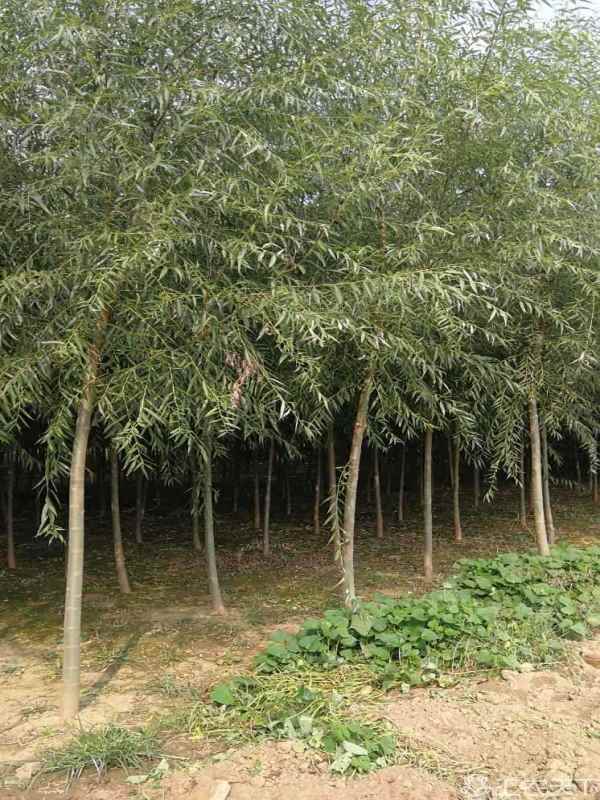 1733211524628428.jpg 1605681060556.jpg