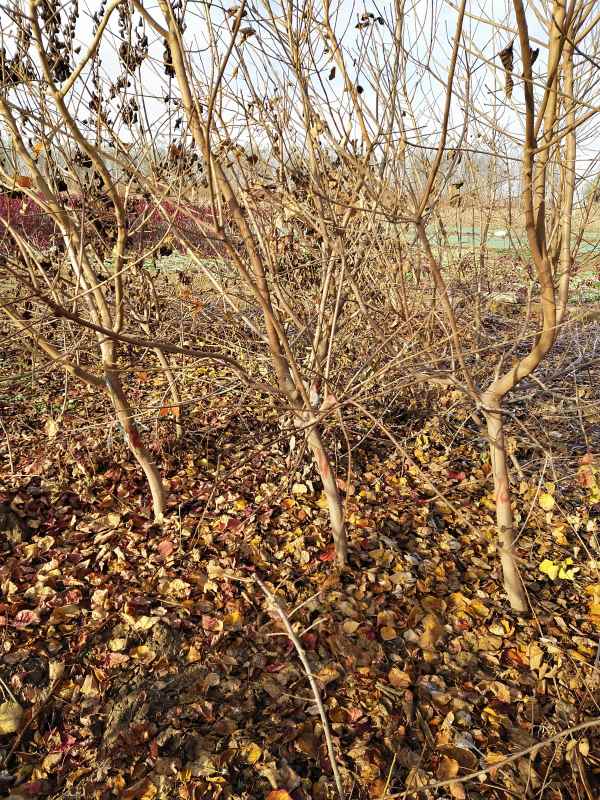 1733360423399481.jpg IMG_20201123_090528.jpg