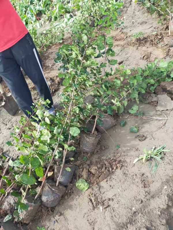 1733360688558758.jpg mmexport1660719842683.jpg