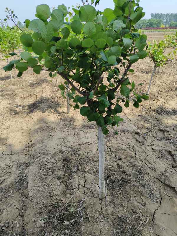 1733360752511790.jpg IMG_20230516_104134.jpg