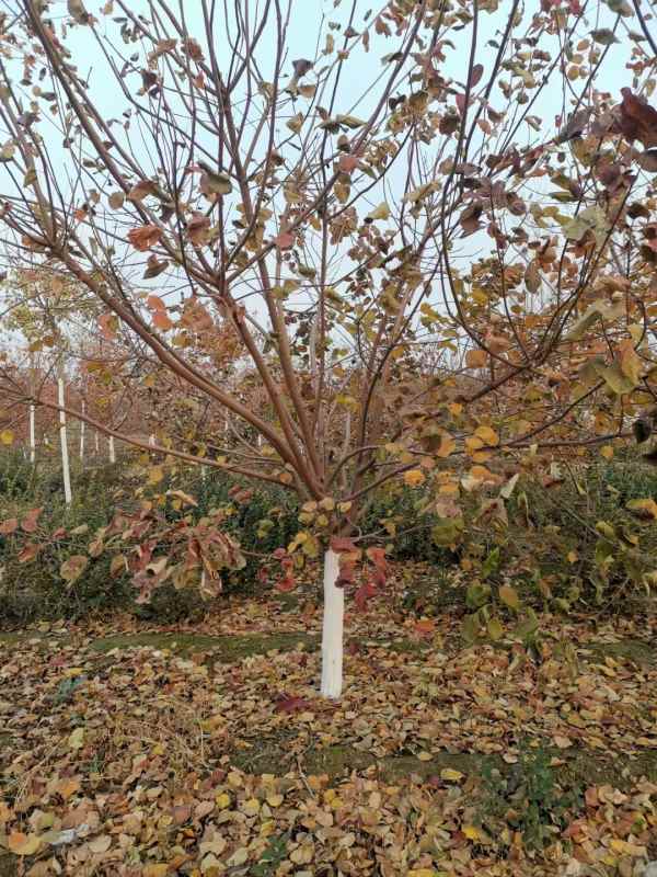 1733361105159670.jpg mmexport1669630087217.jpg