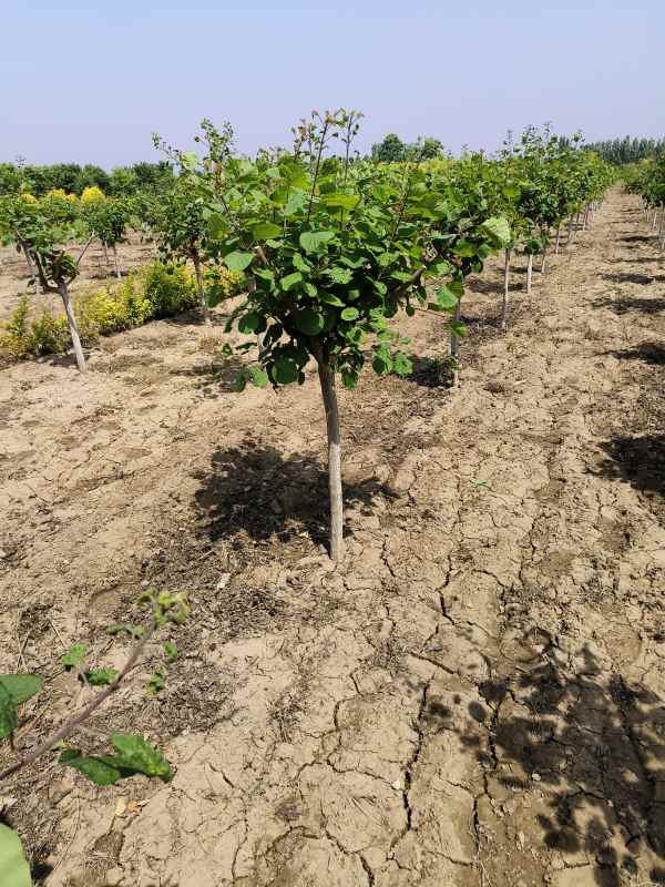 1733361384846033.jpg IMG_20230516_104146.jpg