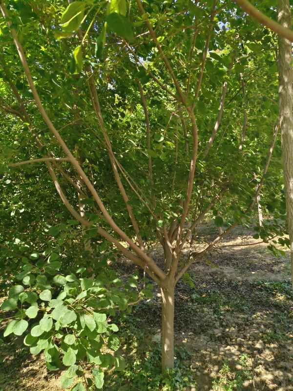 1733361568853470.jpg IMG_20230522_143540.jpg