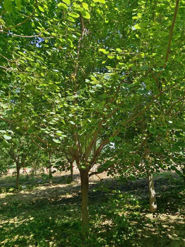 1733361658191703.jpg IMG_20230522_143555.jpg