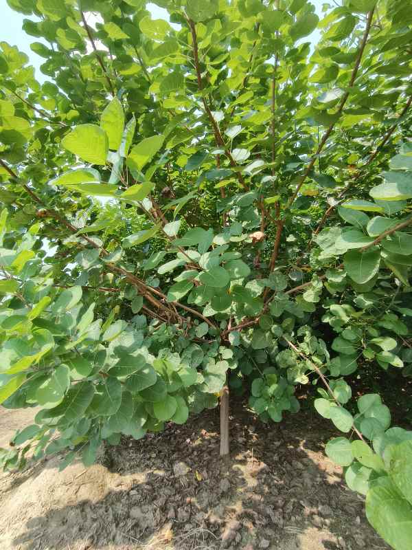 1733362342551818.jpg IMG_20230831_131623.jpg