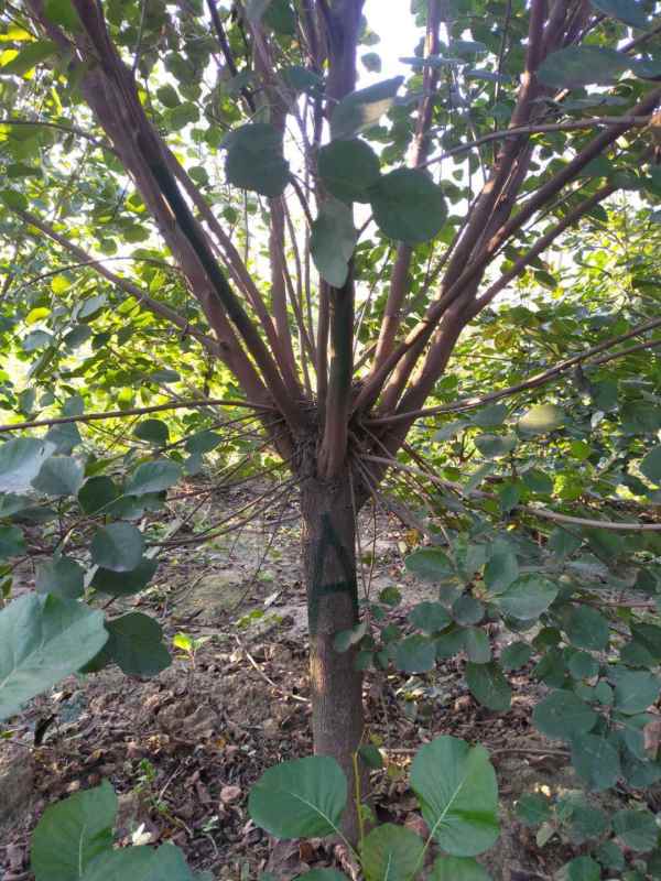 1733362527847846.jpg mmexport1602832829635.jpg