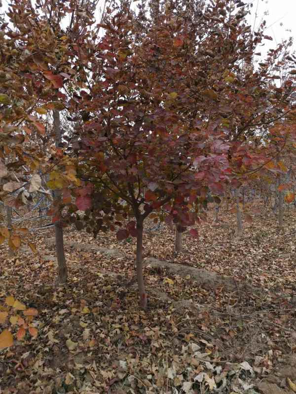 1733362770812647.jpg mmexport1606034596884.jpg