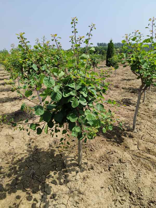 1733362982307059.jpg IMG_20230516_104234.jpg