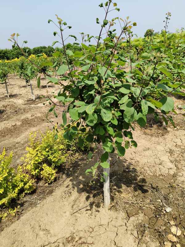 1733363055232918.jpg IMG_20230516_104235.jpg