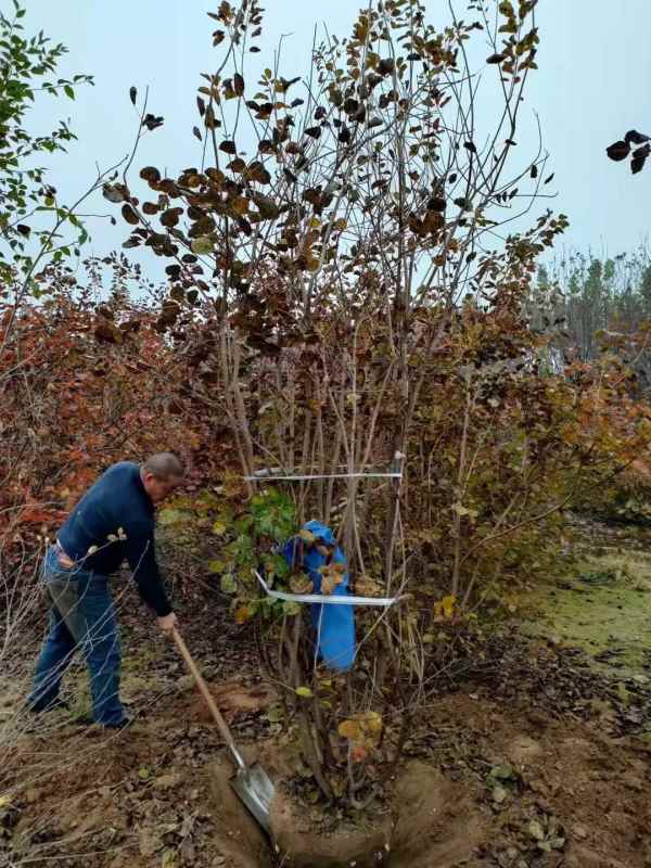 1733363337885468.jpg mmexport1636596079055.jpg