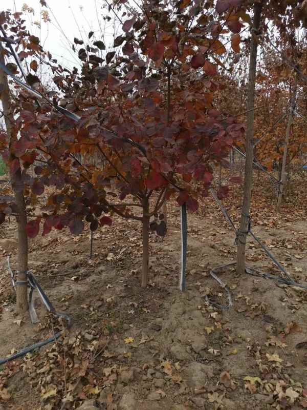 1733363409539238.jpg mmexport1606034612714.jpg