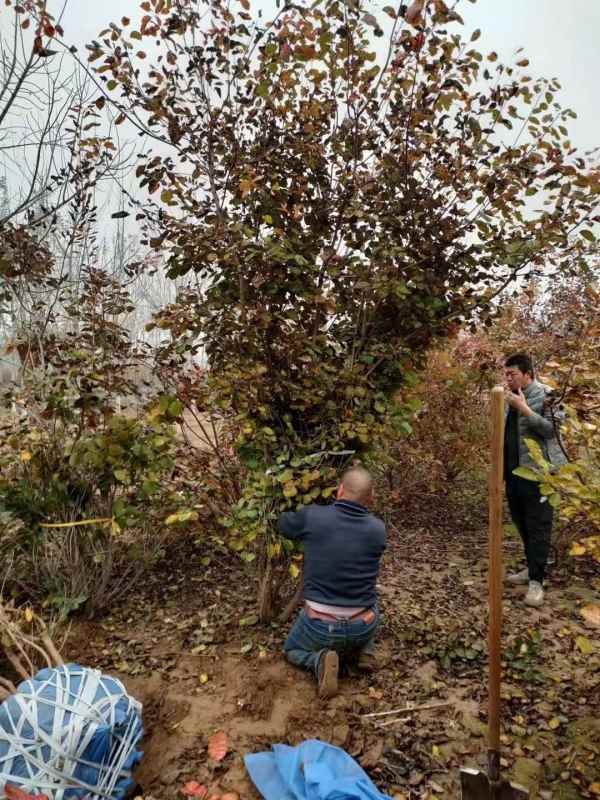 1733363495262691.jpg mmexport1636596074817.jpg