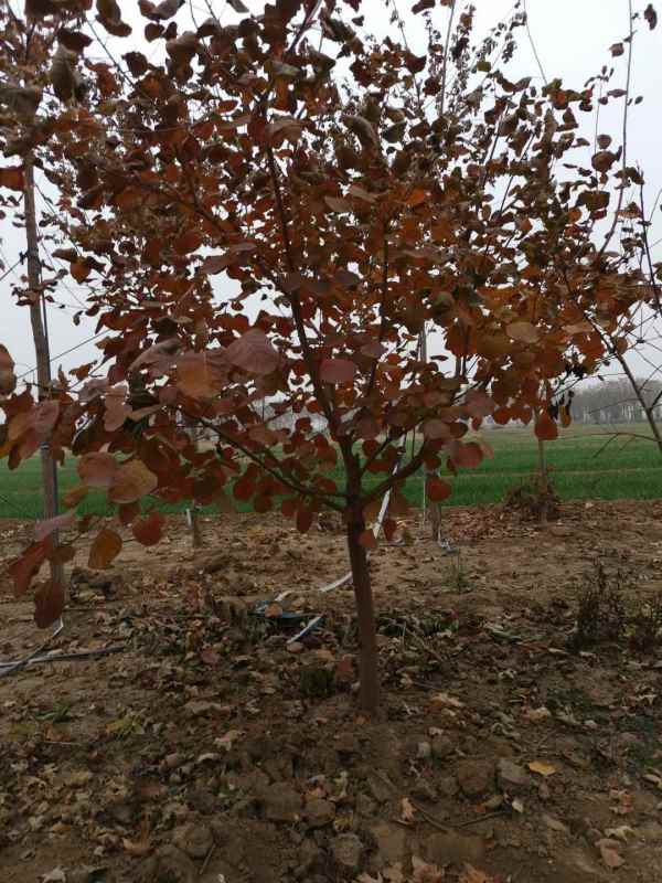 1733363589998184.jpg mmexport1606034617486.jpg