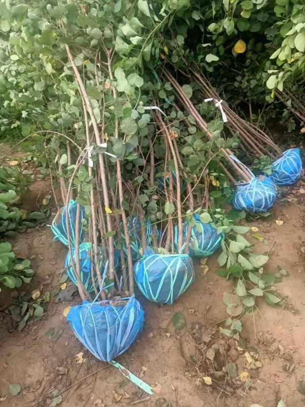 1733363656287322.jpg mmexport1636596045981.jpg