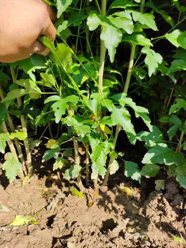 1733452313990606.jpg mmexport1636552192505.jpg