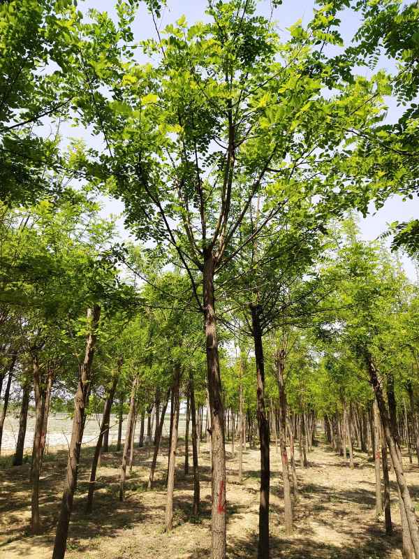 1733551620733100.jpg IMG_20200426_121628.jpg