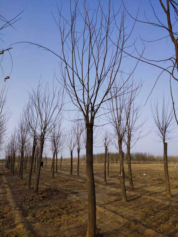 1733551873651712.jpg IMG_20210222_162531.jpg