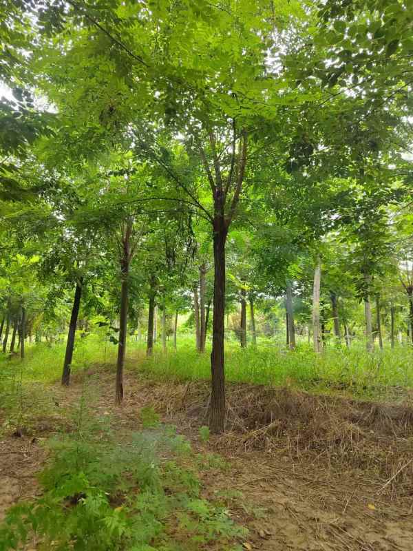 1733552541809362.jpg mmexport1631671638496.jpg