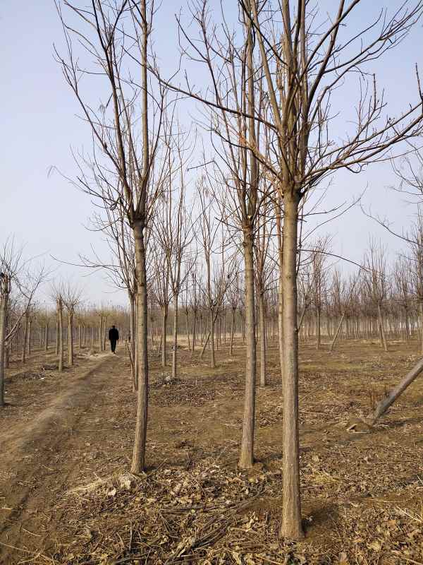 1733638886759559.jpg IMG_20210303_155911.jpg