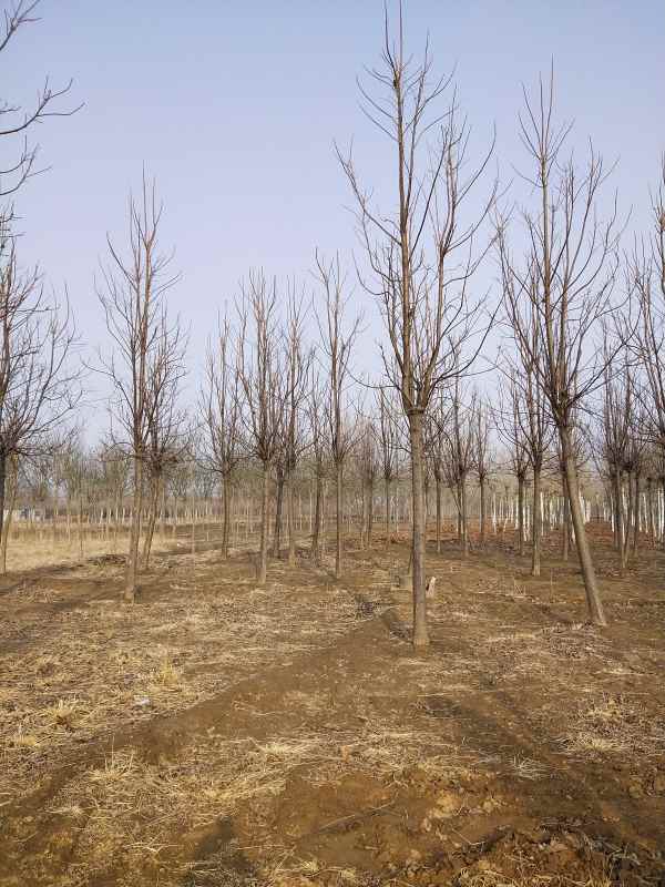 1733638973781463.jpg IMG_20210303_160013.jpg