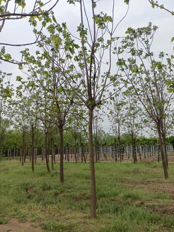 1733639094155796.jpg IMG_20220427_121447.jpg